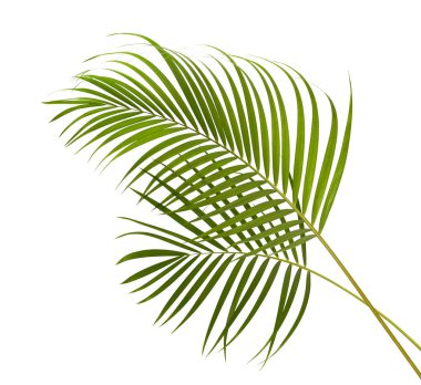 Sarı palmiye yaprakları (Dypsis lutescens) veya Altın baston palmiye, Areka palmiye yaprakları, kırpma yolu olan beyaz arka planda izole tropikal yapraklar