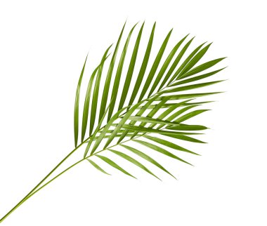 Sarı palmiye yaprakları (Dypsis lutescens) veya Altın baston palmiye, Areka palmiye yaprakları, kırpma yolu olan beyaz arka planda izole tropikal yapraklar