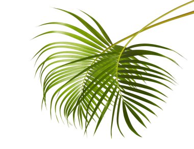 Sarı palmiye yaprakları (Dypsis lutescens) veya Altın baston palmiye, Areka palmiye yaprakları, kırpma yolu olan beyaz arka planda izole tropikal yapraklar