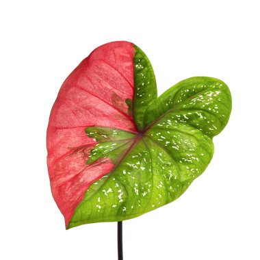 Caladium bicolor yaprağı ya da Yaprak Bitkileri Kraliçesi, beyaz arka planda izole edilmiş iki renkli yaprak, kırpma yolu