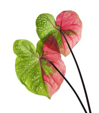 Caladium bicolor yaprağı ya da Yaprak Bitkileri Kraliçesi, beyaz arka planda izole edilmiş iki renkli yaprak, kırpma yolu