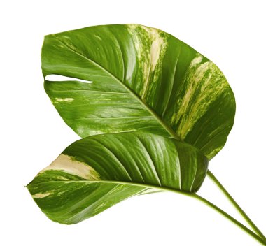 Devil's ivy, Golden pothos, Epipremnum aureum, Heart shaped leaves vine with large leaves isolated on white background, with clipping path clipart