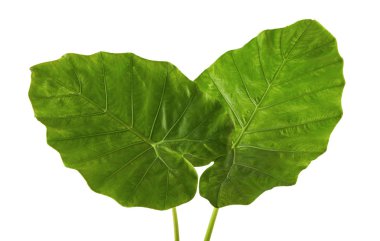 Colocasia yaprak, kırpma yolu ile beyaz arka plan üzerinde izole (gece kokulu Lily veya dev dik fil kulağı da denir) büyük yeşil yeşillik