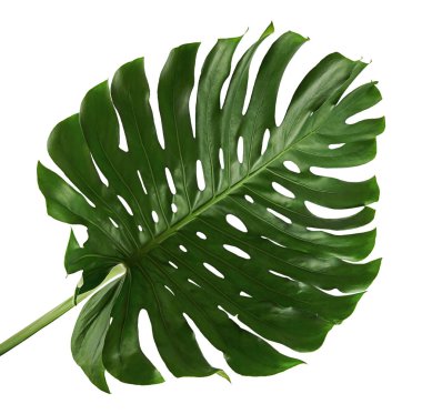 Monstera deliciosa yaprağı veya İsviçre peynir bitkisi, beyaz arka planda izole edilmiş, kırpma yolu ile