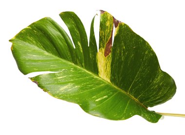 Şeytan sarmaşığı, Altın sazanlar, Epipremnum aureum, kalp şeklinde yapraklar beyaz arka planda izole edilmiş büyük yapraklar, kırpma yolu.