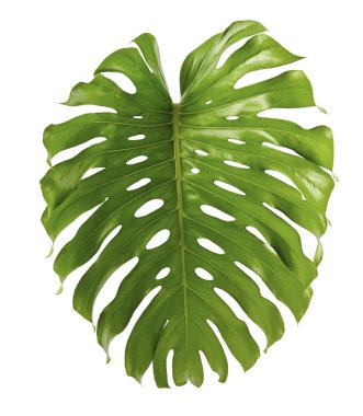 Monstera deliciosa yaprağı veya İsviçre peynir bitkisi, beyaz arka planda izole edilmiş, kırpma yolu ile
