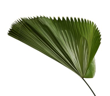 Licuala grandis ya da Ruffled Fan Palm yaprağı, büyük tropikal yapraklar, beyaz arka planda izole edilmiş, kırpma yolu ile