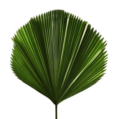 Licuala grandis ya da Ruffled Fan Palm yaprağı, büyük tropikal yapraklar, beyaz arka planda izole edilmiş, kırpma yolu ile