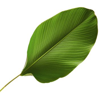 Calathea lutea bitki örtüsü, (Calathea puro, Küba purosu), kırpma yolu ile beyaz arka plan üzerinde izole egzotik tropikal yaprak, Calathea yaprak,