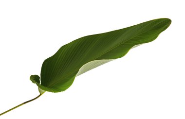 Calathea lutea bitki örtüsü, (Calathea puro, Küba purosu), kırpma yolu ile beyaz arka plan üzerinde izole egzotik tropikal yaprak, Calathea yaprak,
