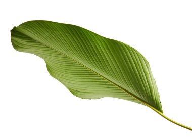 Calathea lutea bitki örtüsü, (Calathea puro, Küba purosu), kırpma yolu ile beyaz arka plan üzerinde izole egzotik tropikal yaprak, Calathea yaprak,