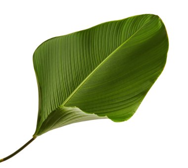 Calathea lutea bitki örtüsü, (Calathea puro, Küba purosu), kırpma yolu ile beyaz arka plan üzerinde izole egzotik tropikal yaprak, Calathea yaprak,