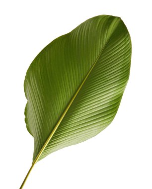 Calathea lutea bitki örtüsü, (Calathea puro, Küba purosu), kırpma yolu ile beyaz arka plan üzerinde izole egzotik tropikal yaprak, Calathea yaprak,