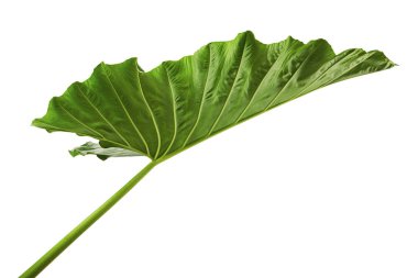 Alocasia odora yeşillik (gece kokulu lily veya dev dik fil kulak), kırpma yolu ile beyaz arka plan üzerinde izole egzotik tropikal yaprak