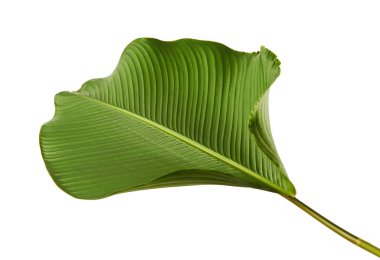 Calathea lutea bitki örtüsü, (Calathea puro, Küba purosu), kırpma yolu ile beyaz arka plan üzerinde izole egzotik tropikal yaprak, Calathea yaprak,