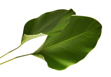 Calathea lutea bitki örtüsü, (Calathea puro, Küba purosu), kırpma yolu ile beyaz arka plan üzerinde izole egzotik tropikal yaprak, Calathea yaprak,