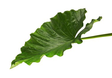 Alocasia odora yeşillik (gece kokulu lily veya dev dik fil kulak), kırpma yolu ile beyaz arka plan üzerinde izole egzotik tropikal yaprak