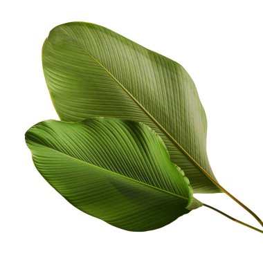 Calathea lutea bitki örtüsü, (Calathea puro, Küba purosu), kırpma yolu ile beyaz arka plan üzerinde izole egzotik tropikal yaprak, Calathea yaprak,