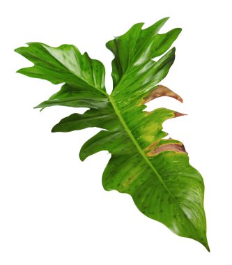 Egzotik Philodendron yaprağı, Philodendron 'un yeşil yaprakları beyaz arka planda izole edilmiş, kırpma yolu ile
