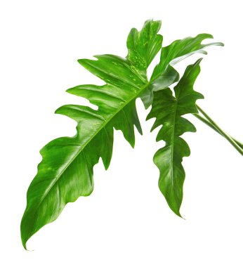 Egzotik Philodendron yaprağı, Philodendron 'un yeşil yaprakları beyaz arka planda izole edilmiş, kırpma yolu ile