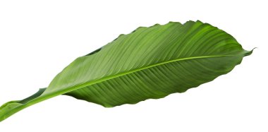 Büyük yaprakları spatifilyum veya barış lily, kırpma yolu ile beyaz arka plan üzerinde izole taze yeşil yeşillik