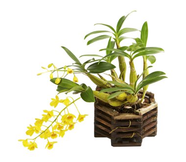 Dendrobium lindleyi, pseudobulb ve ahşap orkide sepetleri, kırpma yolu ile beyaz arka plan üzerinde izole yapraklarda ile yabani sarı orkide