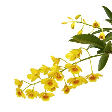 Dendrobium lindleyi, pseudobulb ve ahşap orkide sepetleri, kırpma yolu ile beyaz arka plan üzerinde izole yapraklarda ile yabani sarı orkide