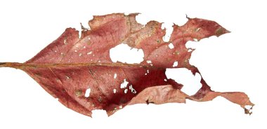 Sonbahar Kurutulmuş yaprak, kurutmak kırmızı yapraklar, Solana doku sonbahar yaprakları beyaz arka plan üzerinde izole makro görünümü Kapat