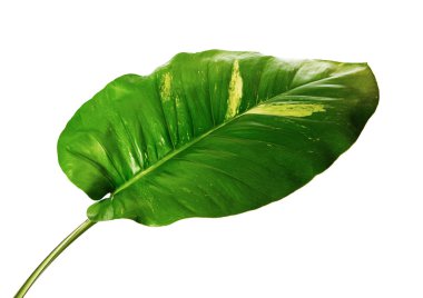 Şeytan sarmaşığı, Altın sazanlar, Epipremnum aureum, kalp şeklinde yapraklar beyaz arka planda izole edilmiş büyük yapraklar, kırpma yolu.