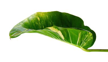 Şeytan sarmaşığı, Altın sazanlar, Epipremnum aureum, kalp şeklinde yapraklar beyaz arka planda izole edilmiş büyük yapraklar, kırpma yolu.