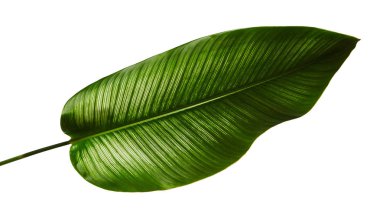 Calathea ornata (Pin-şerit Calathea), kırpma yolu ile izole üzerinde beyaz arka plan, tropikal bitki örtüsü bitki yaprakları