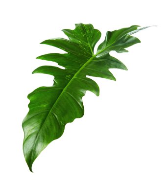Egzotik Philodendron yaprağı, Philodendron 'un yeşil yaprakları beyaz arka planda izole edilmiş, kırpma yolu ile