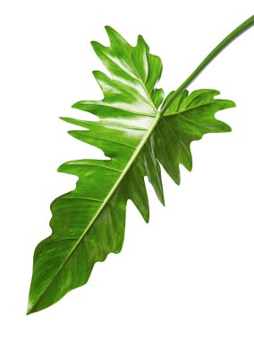 Egzotik Philodendron yaprağı, Philodendron 'un yeşil yaprakları beyaz arka planda izole edilmiş, kırpma yolu ile