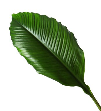 Büyük yaprakları spatifilyum veya barış lily, kırpma yolu ile beyaz arka plan üzerinde izole taze yeşil yeşillik