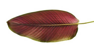 Calathea ornata (Pin-şerit Calathea), kırpma yolu ile izole üzerinde beyaz arka plan, tropikal bitki örtüsü bitki yaprakları