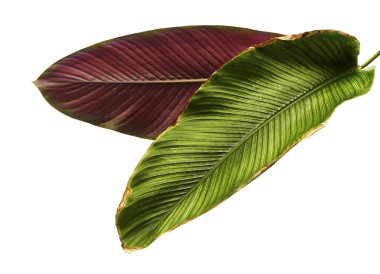 Calathea ornata (Pin-şerit Calathea), kırpma yolu ile izole üzerinde beyaz arka plan, tropikal bitki örtüsü bitki yaprakları