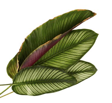 Calathea ornata (Pin-şerit Calathea), kırpma yolu ile izole üzerinde beyaz arka plan, tropikal bitki örtüsü bitki yaprakları