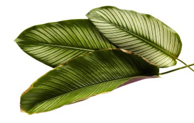 Calathea ornata (Pin-şerit Calathea), kırpma yolu ile izole üzerinde beyaz arka plan, tropikal bitki örtüsü bitki yaprakları