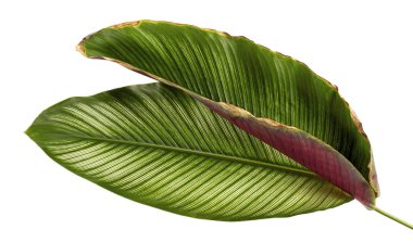 Calathea ornata (Pin-şerit Calathea), kırpma yolu ile izole üzerinde beyaz arka plan, tropikal bitki örtüsü bitki yaprakları