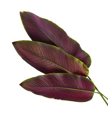Calathea ornata (Pin-şerit Calathea), kırpma yolu ile izole üzerinde beyaz arka plan, tropikal bitki örtüsü bitki yaprakları