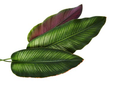 Calathea ornata (Pin-şerit Calathea), kırpma yolu ile izole üzerinde beyaz arka plan, tropikal bitki örtüsü bitki yaprakları