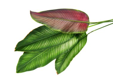 Calathea ornata (Pin-şerit Calathea), kırpma yolu ile izole üzerinde beyaz arka plan, tropikal bitki örtüsü bitki yaprakları