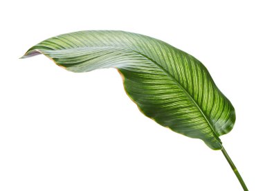 Calathea ornata (Pin-şerit Calathea), kırpma yolu ile izole üzerinde beyaz arka plan, tropikal bitki örtüsü bitki yaprakları