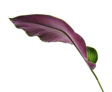 Calathea ornata (Pin-şerit Calathea), kırpma yolu ile izole üzerinde beyaz arka plan, tropikal bitki örtüsü bitki yaprakları