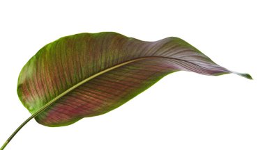 Calathea ornata (Pin-şerit Calathea), kırpma yolu ile izole üzerinde beyaz arka plan, tropikal bitki örtüsü bitki yaprakları