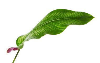 Calathea ornata (Pin-şerit Calathea), kırpma yolu ile izole üzerinde beyaz arka plan, tropikal bitki örtüsü bitki yaprakları