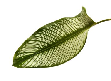 Calathea ornata (Pin-şerit Calathea), kırpma yolu ile izole üzerinde beyaz arka plan, tropikal bitki örtüsü bitki yaprakları