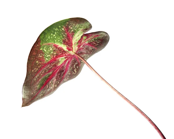 Dedaunan Caladium Bicolor Atau Queen Leafy Plants Dedaunan Bicolor Terisolasi — Stok Foto