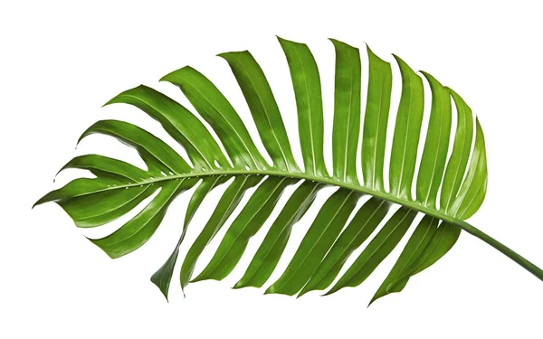 Monstera deliciosa yaprağı veya İsviçre peynir bitkisi, beyaz arka planda izole edilmiş, kırpma yolu ile