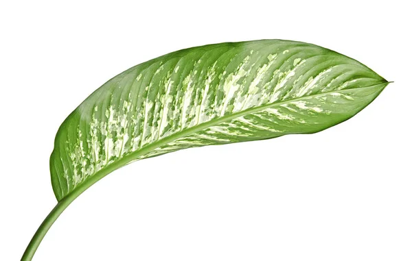 Folha Dieffenbachia Cana Muda Folhas Verdes Contendo Manchas Manchas Brancas — Fotografia de Stock